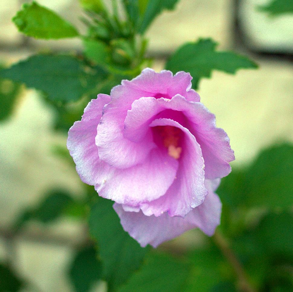Free Image of Purple flower 