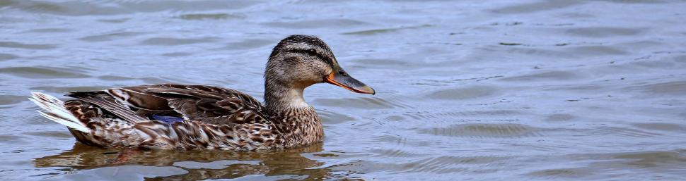 Free Stock Photo of Duck on the Water | Download Free Images and Free ...