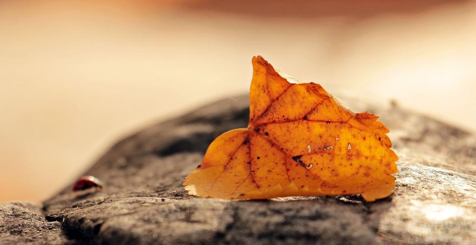 Free Image of Dried leaf 