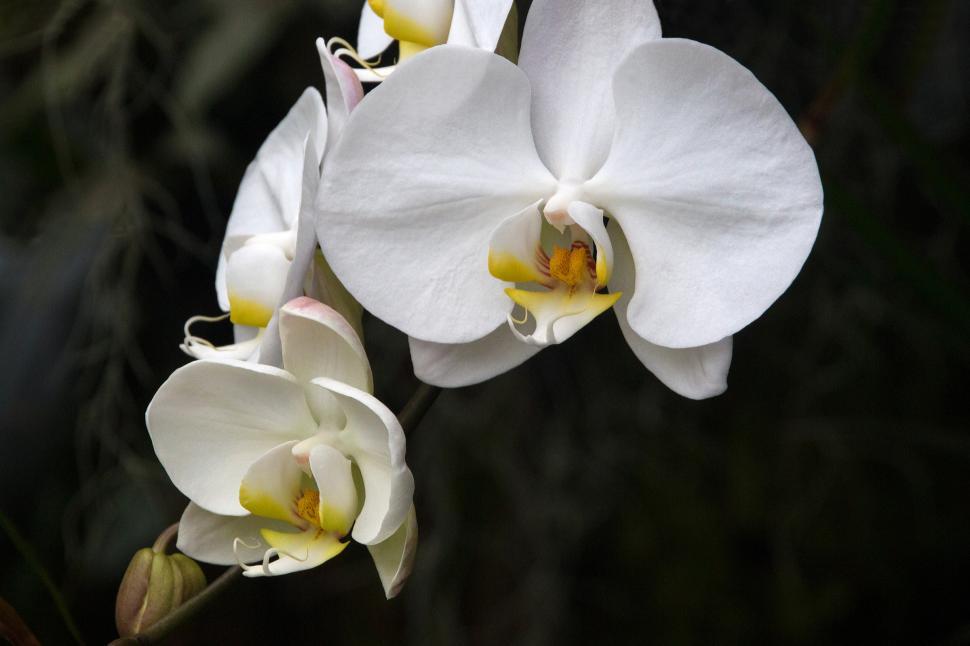 Free Image of White Yellow Flowers Moth Orchid 