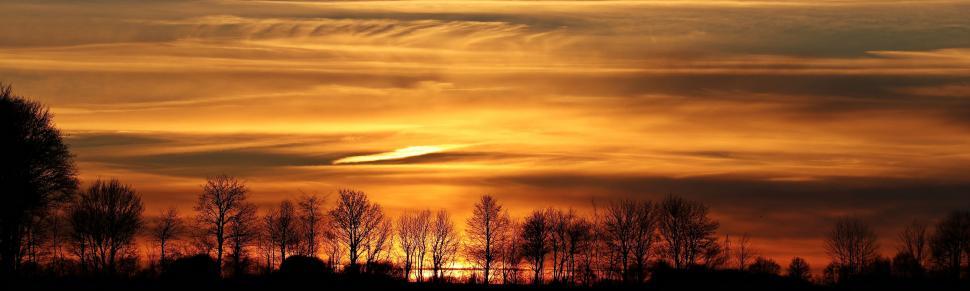 Orange Sunset with Trees Picture, Free Photograph