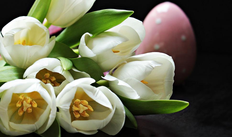 Free Image of White tulips and easter egg 