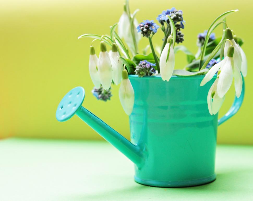 Free Stock Photo of Small watering can full of spring flowers