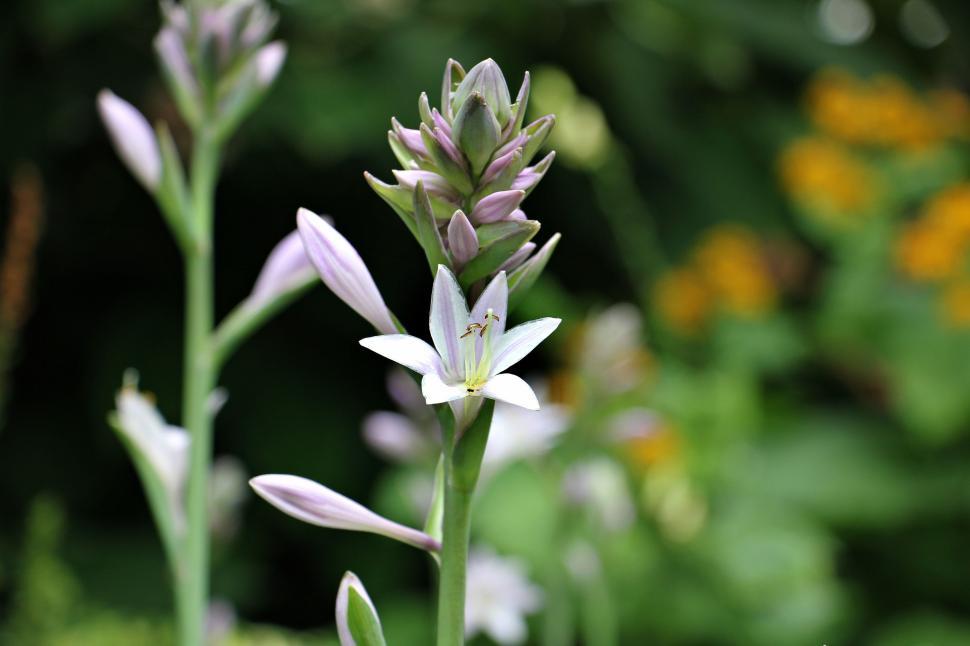 Free Image of Spring Flowers in the Garden 