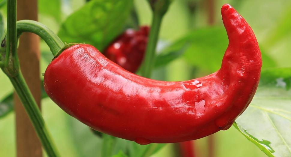 Cayenne Pepper's Fiery Embrace