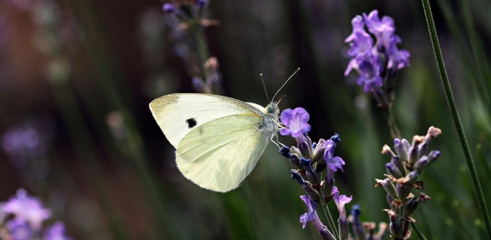 Free Image of Butterfly on a flower 