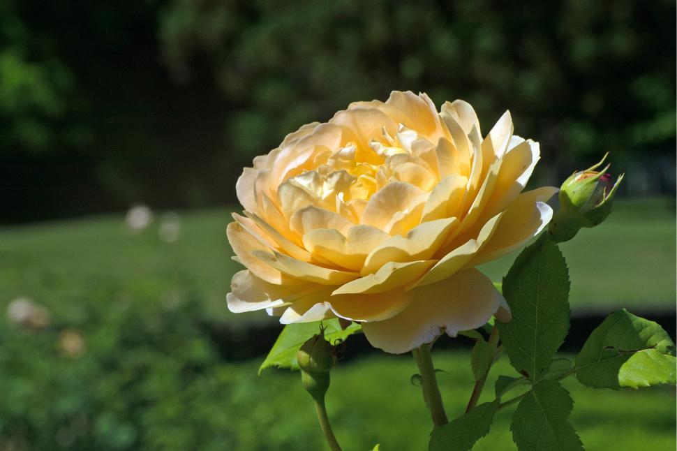 Free Image of Yellow Rose Closeup 