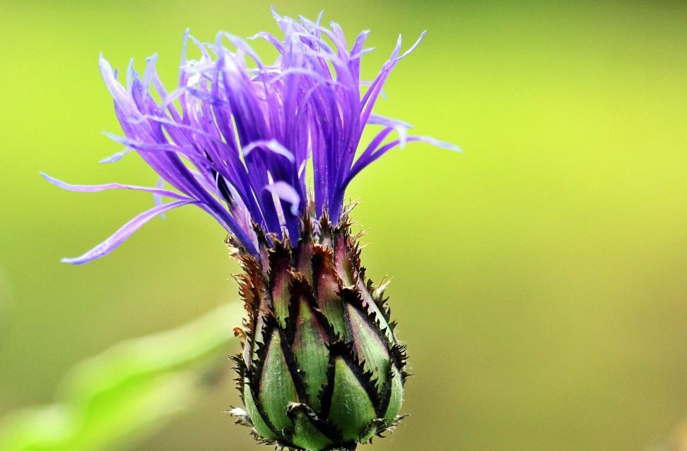 Free Stock Photo of Cornflower Bud | Download Free Images and Free