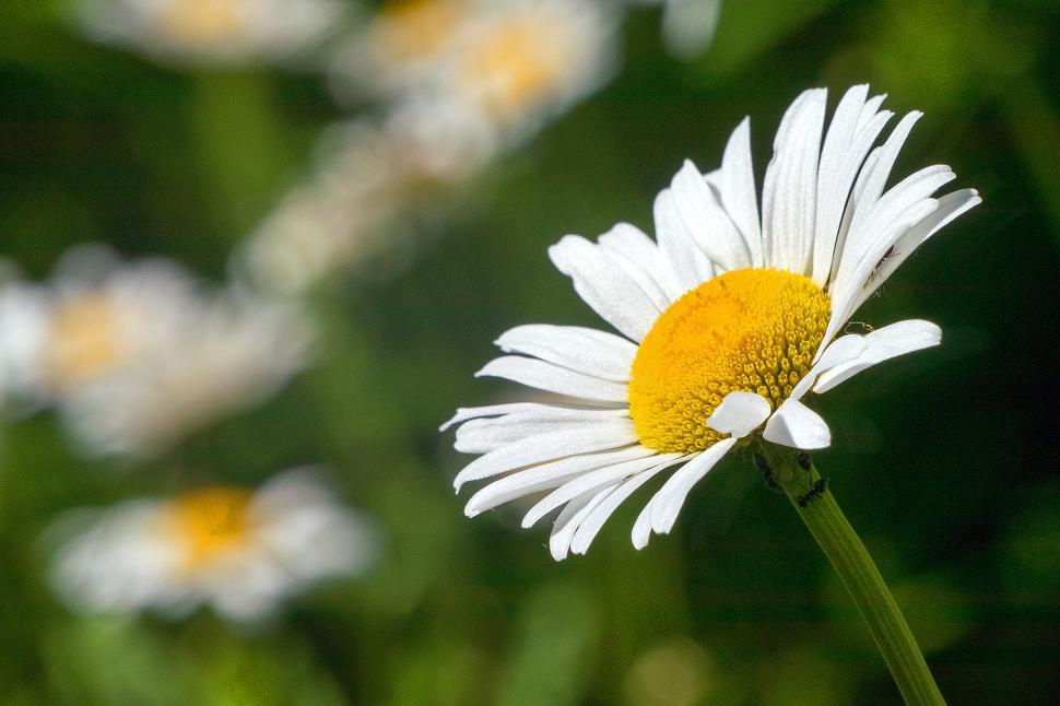 white daisies photography