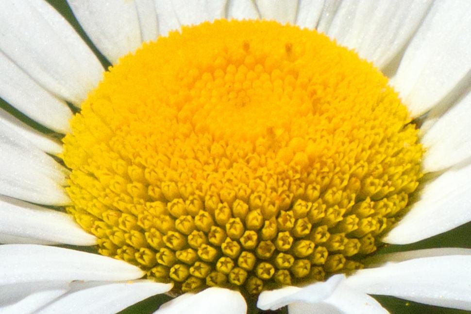 free-stock-photo-of-daisy-flower-center-download-free-images-and-free