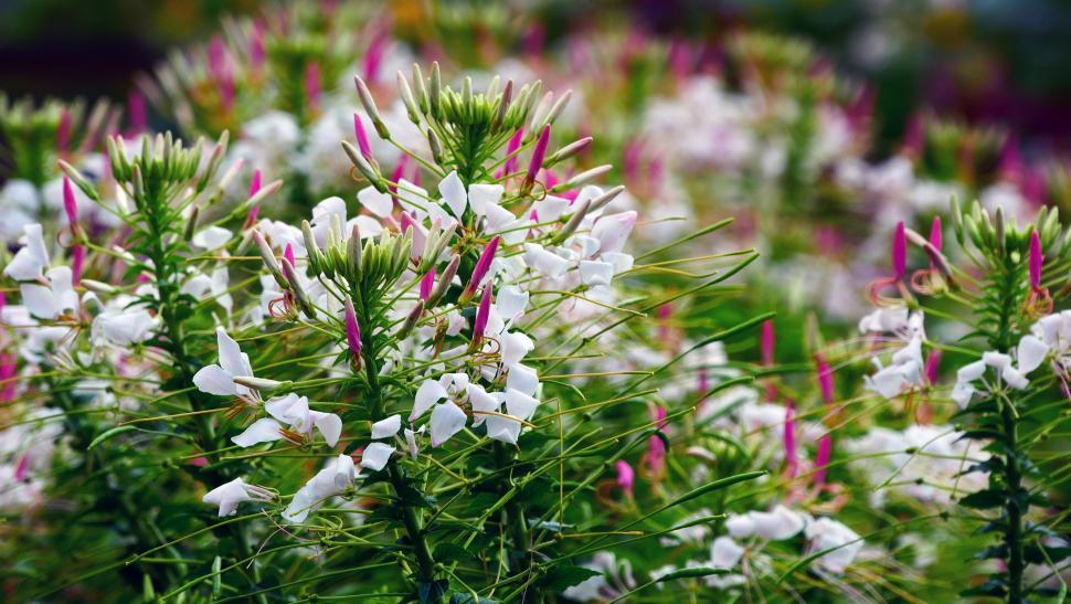 Free Stock Photo Of Spider Flower Cleome Hassleriana Download Free Images And Free Illustrations