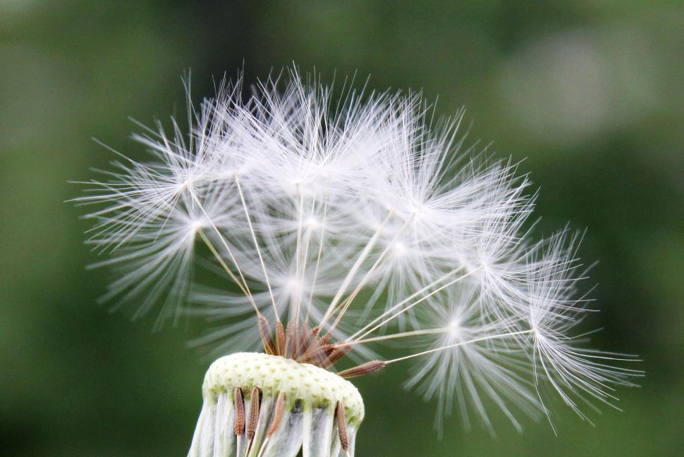 Free Image of Dandelion head with seeds 