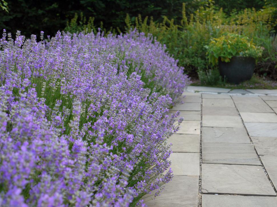 Free Image of Levander Lined Path 