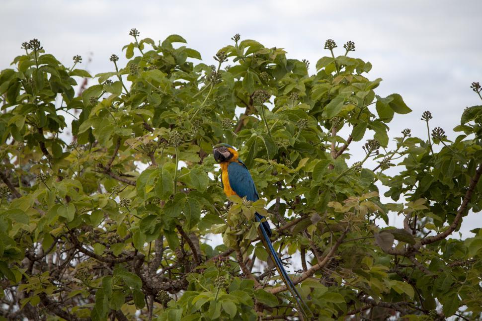 Free Image of Blue Macaw Bird  