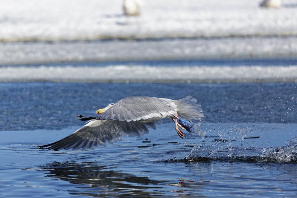 Free Image of Seagull 