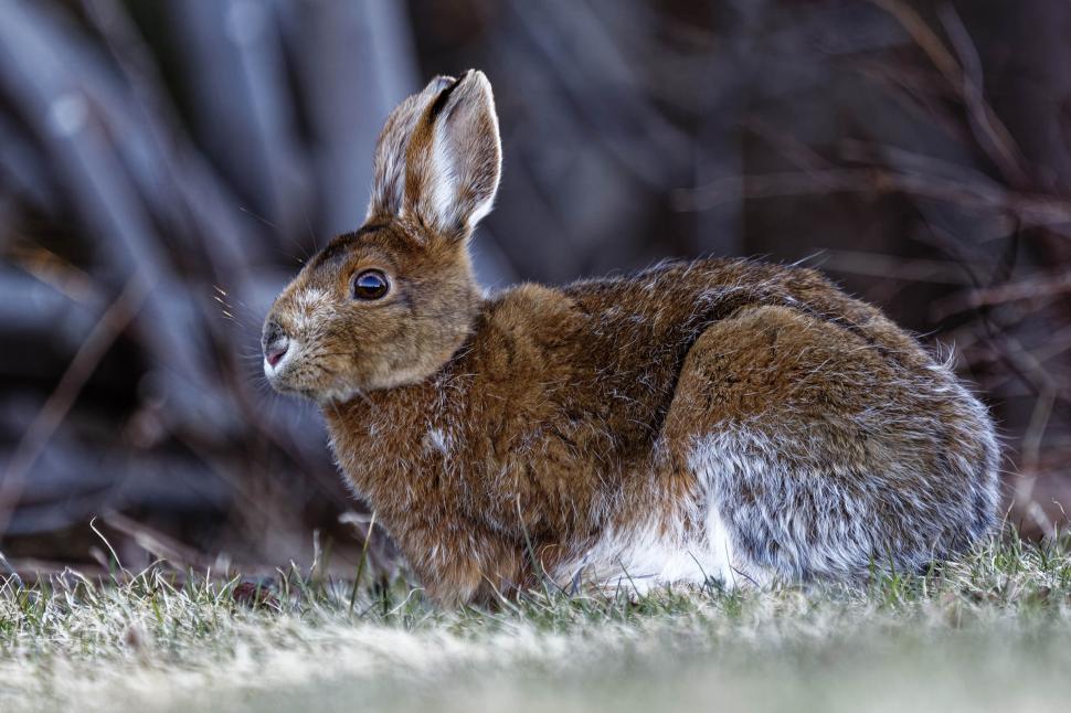 Free Stock Photo of Hare | Download Free Images and Free Illustrations