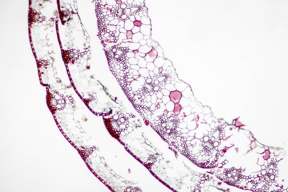 Free Image of Plant fungus 