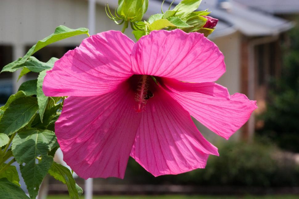 Free Image of Pink Hibicus 