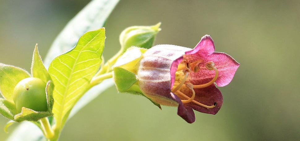 Free Image of Small cherry blossom 