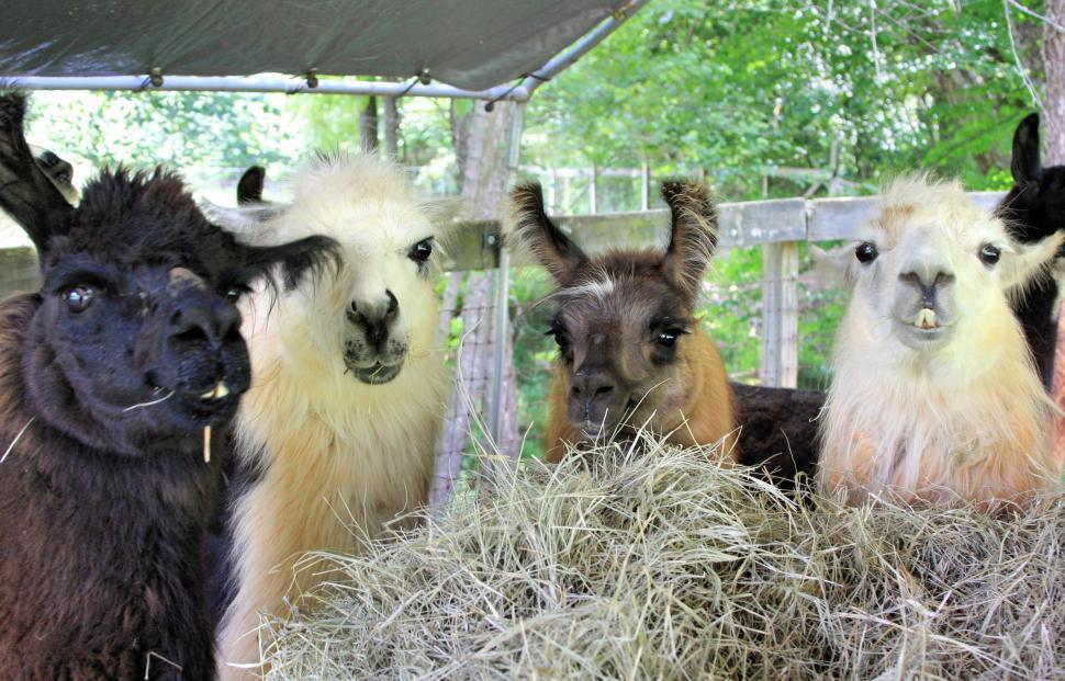 Free Stock Photo of Llama group grazing Download Free Images and Free