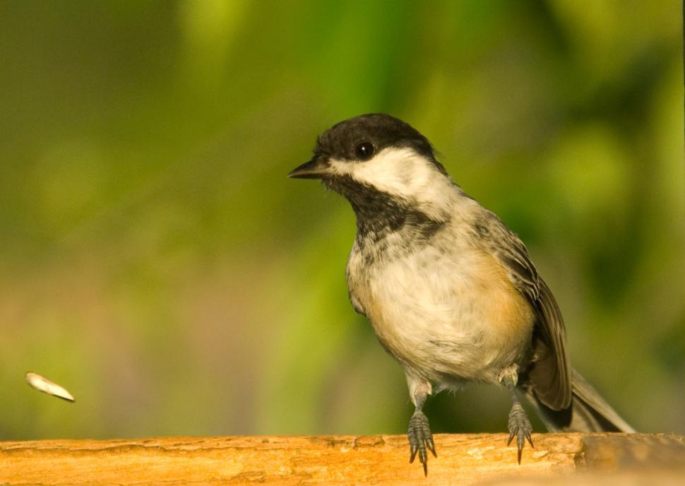 Free Stock Photo of Chickadee | Download Free Images and Free Illustrations