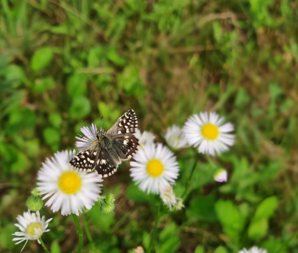 Free Image of Butterfly on a white flower  