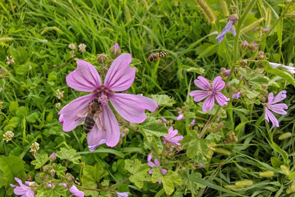 Free Image of Bee on a flower  