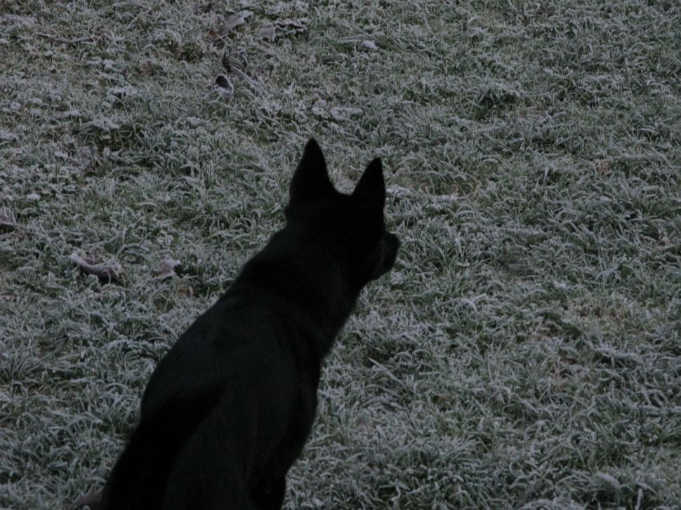 Free Image of Frosted 