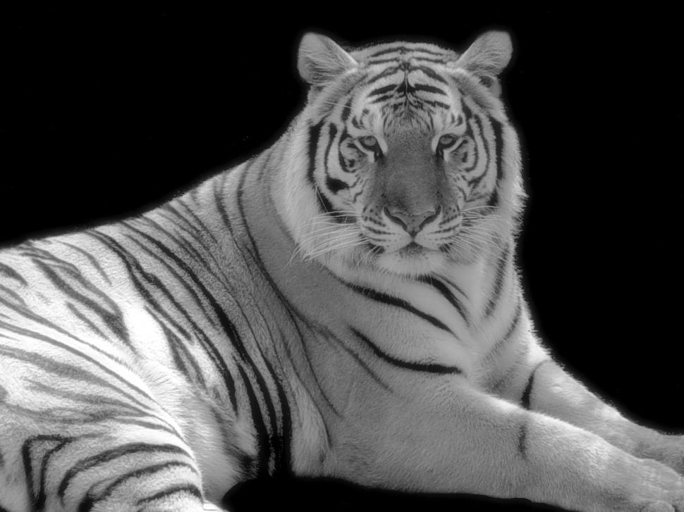 Free Image of Tiger 
