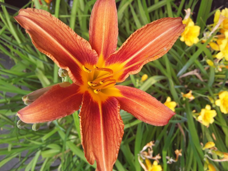 Free Image of Flowers In A Garden - Orange 