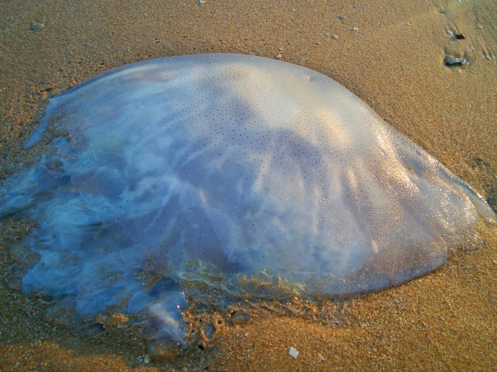 bioluminescent jellyfish on beach