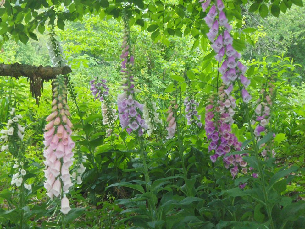 Free Image of Flower garden 