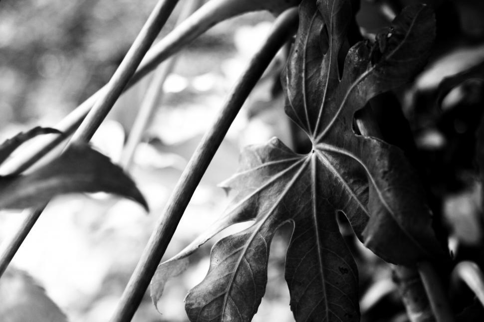 Free Image of Leaves 