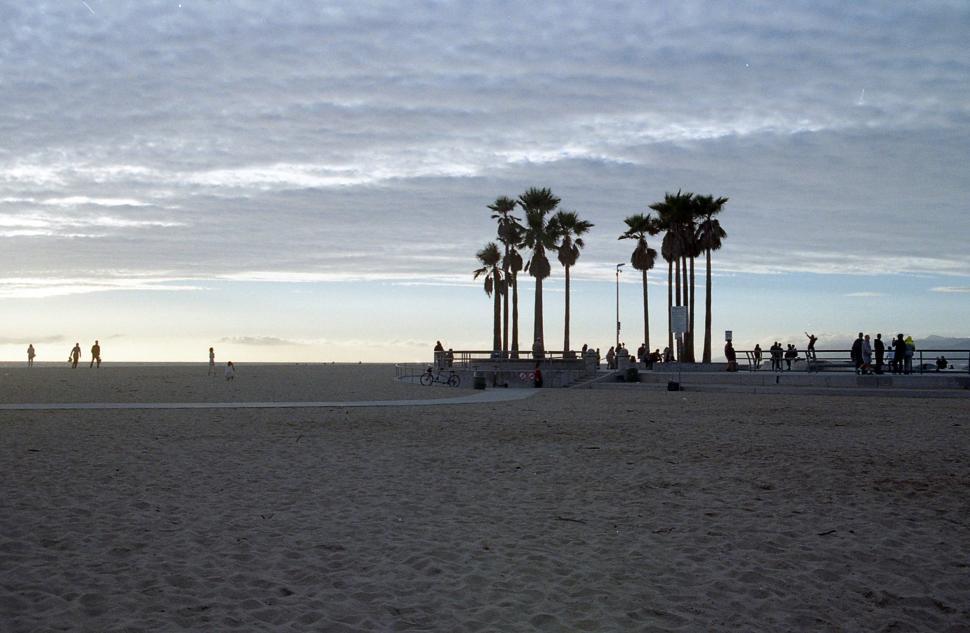 Free Image of Palm Trees on the beach 
