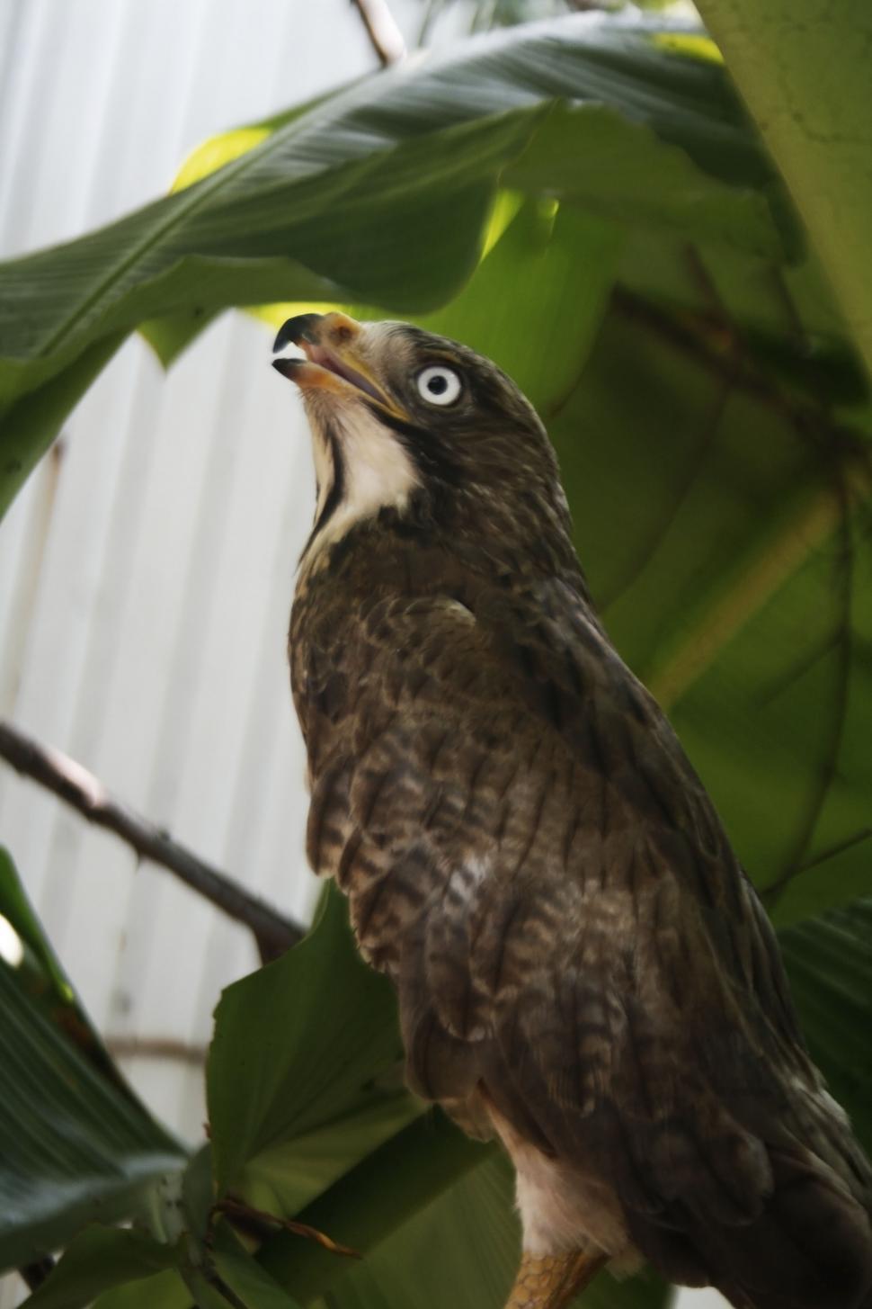 white eyed buzzard