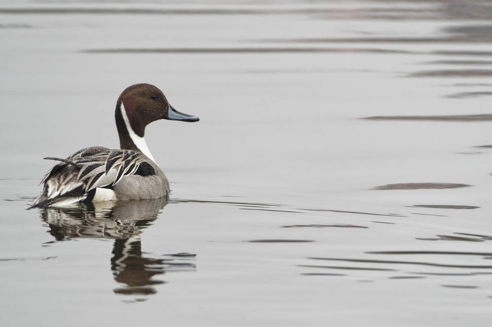 Free Image of Northern Pintail, male 