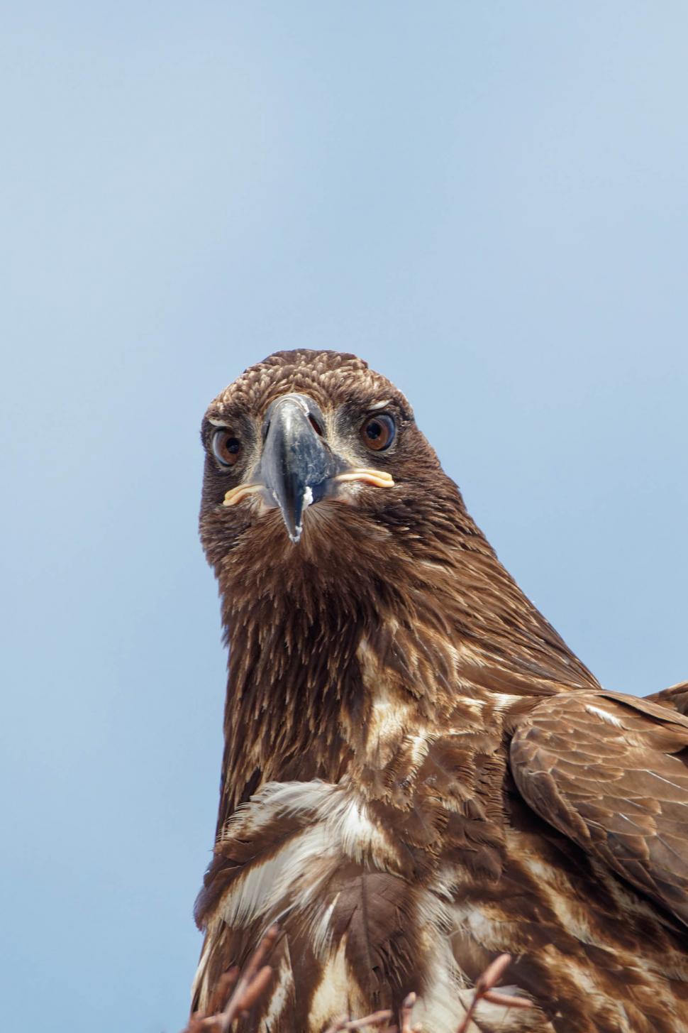 Free Image of Bald Eagle 