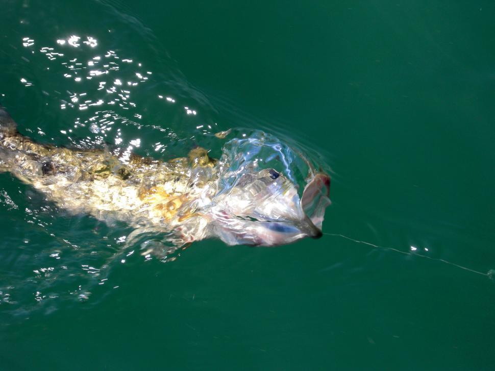 Free Image of Large Fish With Plastic Bag on Its Back in Water 