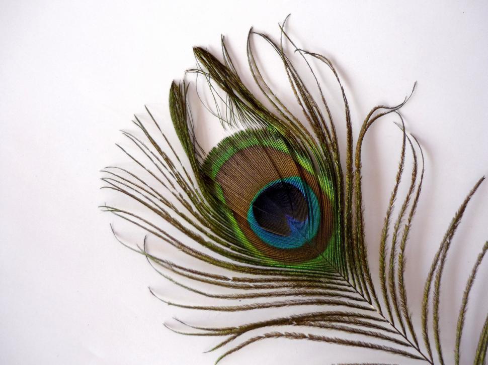 peacock feather images free