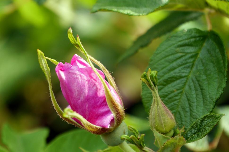 Free Stock Photo of Pink Rose Buds Download Free Images and Free