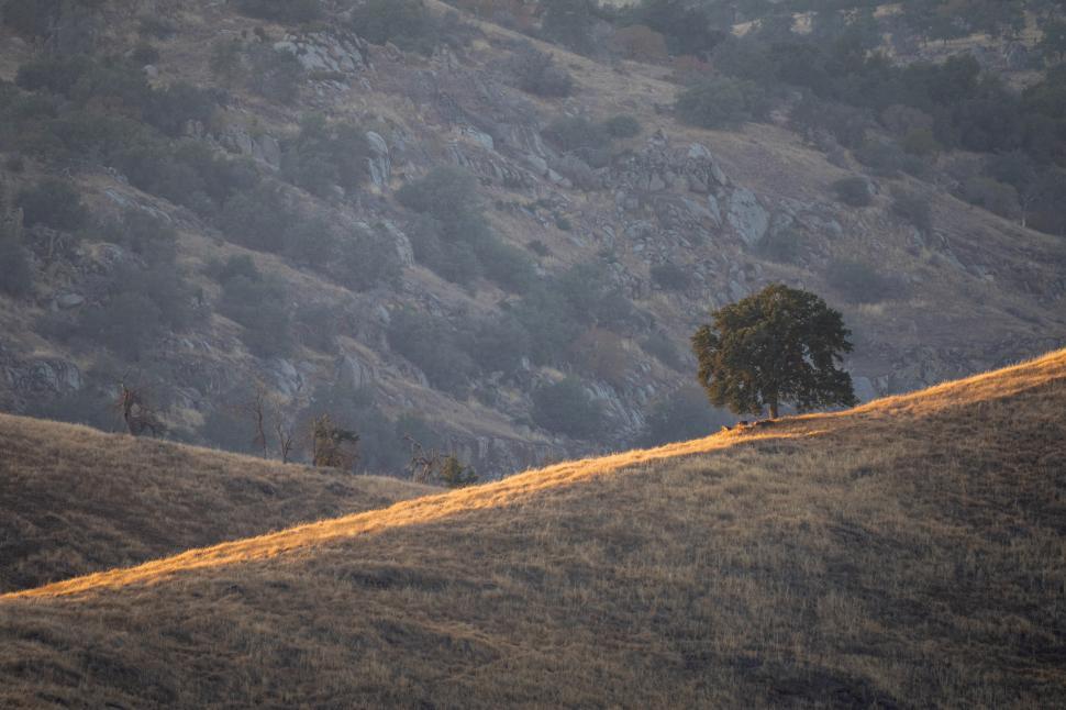 Free Image of Golden grass mountains 
