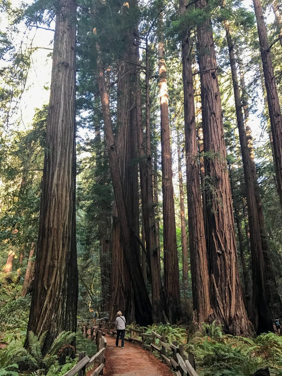 Free Stock Photo of Person and hiking trail with tall trees in the ...