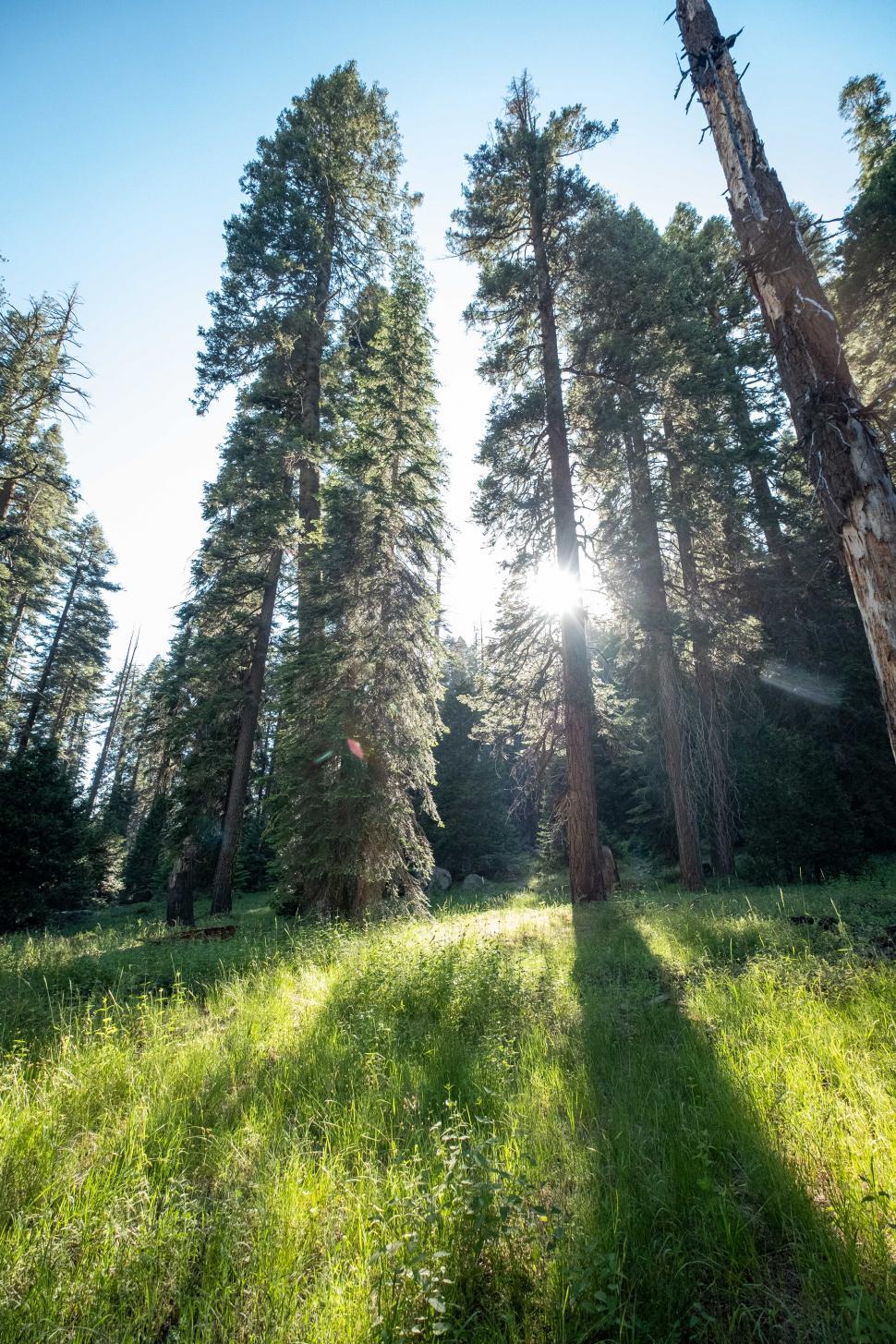 Free Image of Green grass and trees with sunlight 