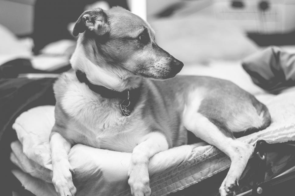 Free Image of Dog with necklace - B&W 
