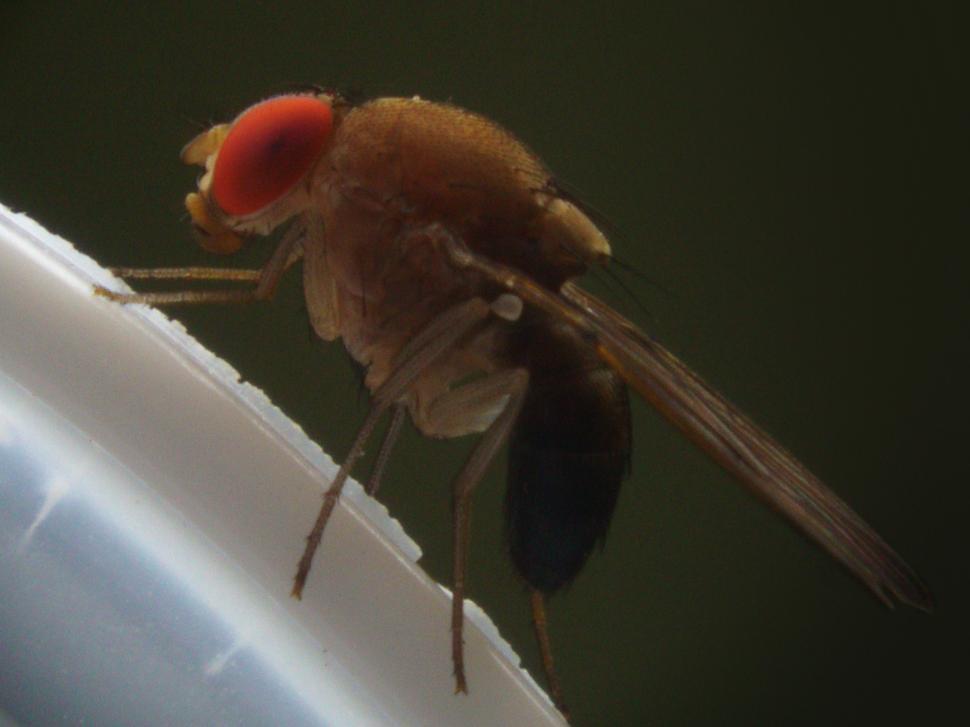 Free Image of Fly 