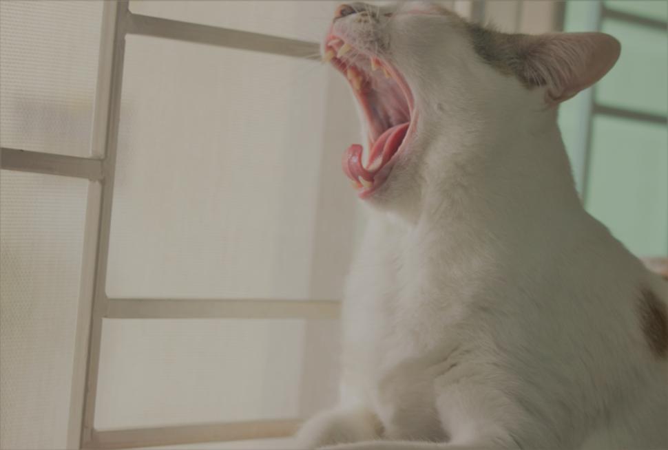 Angry adult tabby cat hissing and showing teeth Stock Photo