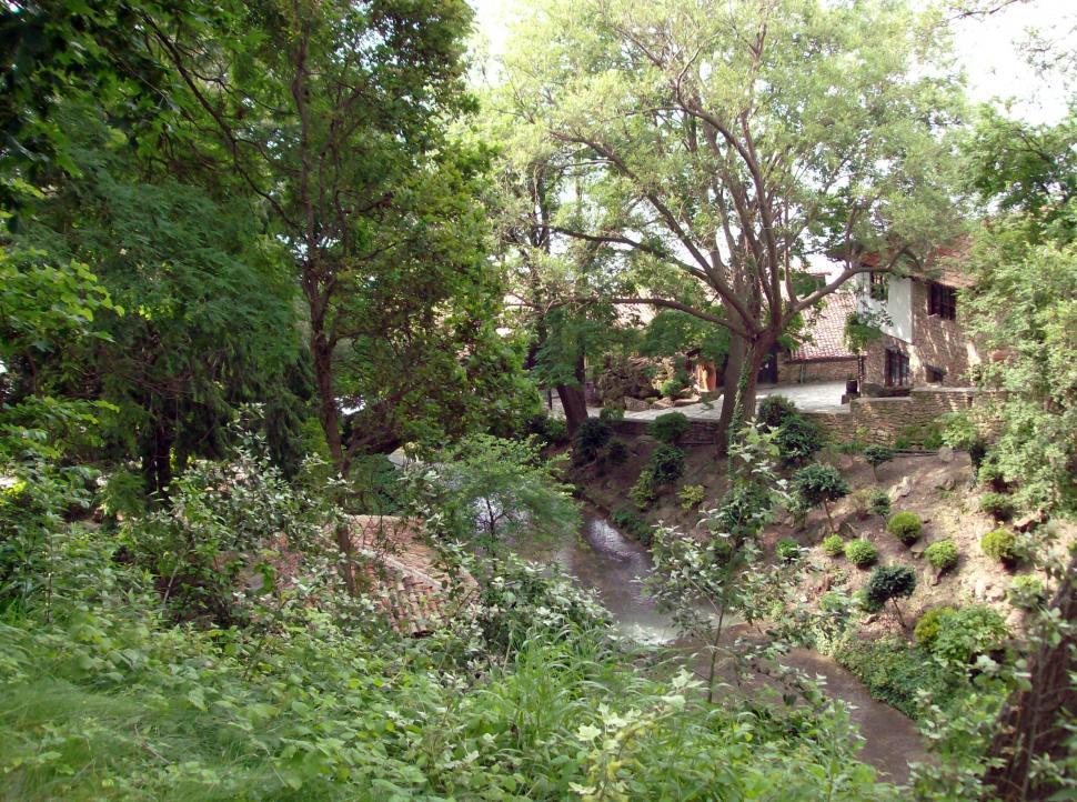 Free Image of Small garden with water ponds and lush vegetation 