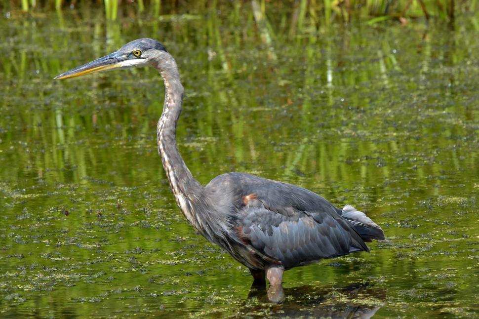 Free Stock Photo of Great Blue Heron stalking in a marsh | Download ...