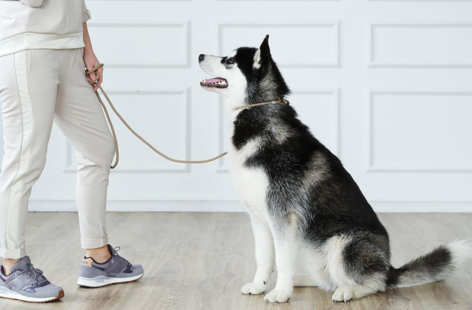 Free Stock Photo of Woman with husky | Download Free Images and Free ...