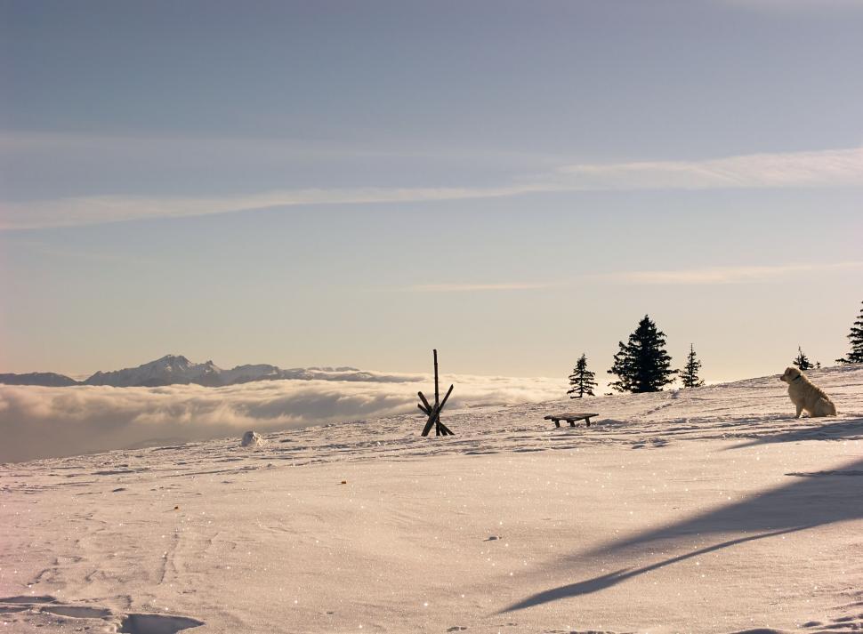 Free Image of Dog In The Snow 